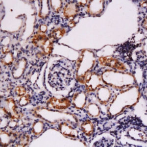 Polyclonal Antibody