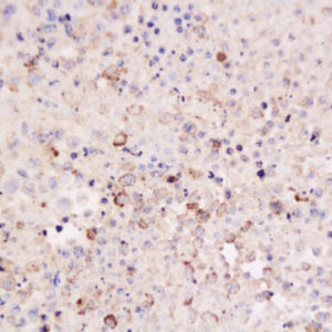 Polyclonal Antibody