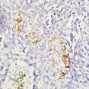 Polyclonal Antibody