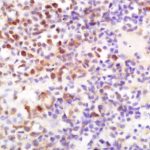 Polyclonal Antibody