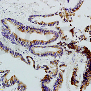 Polyclonal Antibody