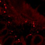 Polyclonal Antibody