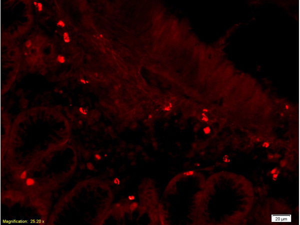 Polyclonal Antibody