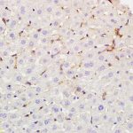 Polyclonal Antibody