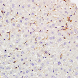 Polyclonal Antibody