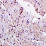 Polyclonal Antibody