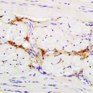 Polyclonal Antibody