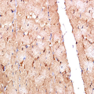 Polyclonal Antibody