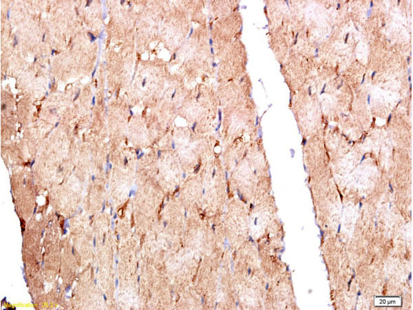 Polyclonal Antibody