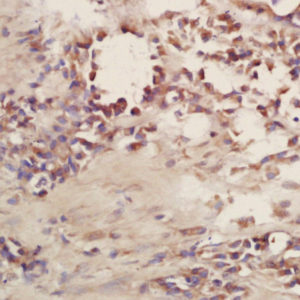 Polyclonal Antibody