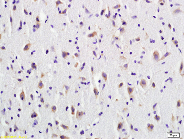 Polyclonal Antibody