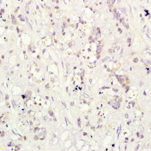 Polyclonal Antibody