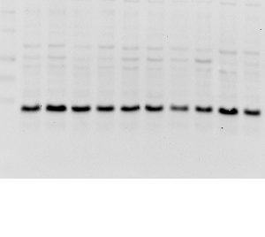 Polyclonal Antibody