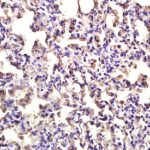 Polyclonal Antibody