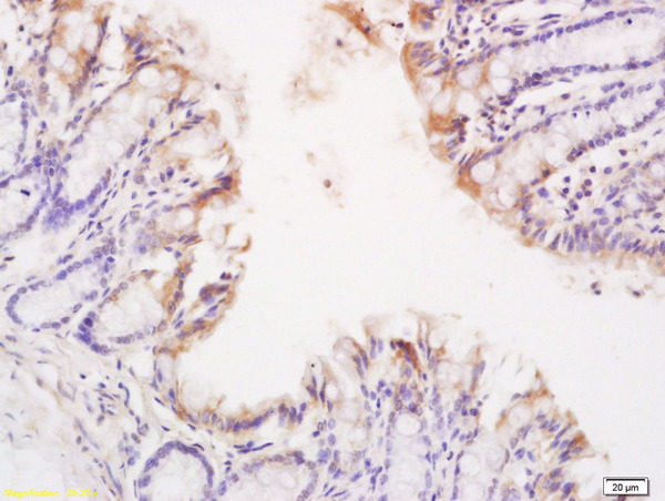 Polyclonal Antibody