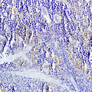 Polyclonal Antibody