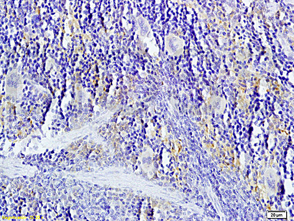 Polyclonal Antibody