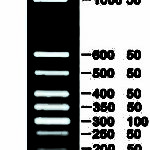 50bp plus DNA ladder