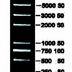 D2000 plus DNA Ladder