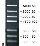DNA Marker III