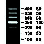 50bp DNA ladder
