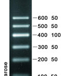 DNA Marker I